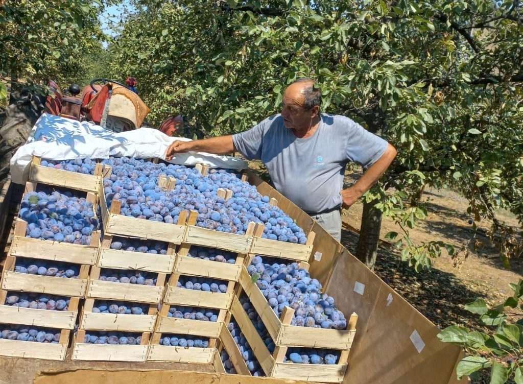 Otkupljivači muku muče zbog izvoznih procedura, pa šljiva danima ostaje u hladnjačama