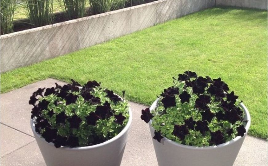 Stoga, ako ih još nemate, na svom balkonu ili u vrtu ove sezone možete ih imati još nekoliko sedmica