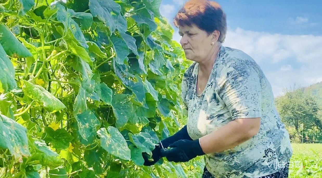 "Mi ustajemo u 4:00 sata ujutro. Popijemo kafu i čim počne svanjivati mi izlazimo u parcelu"