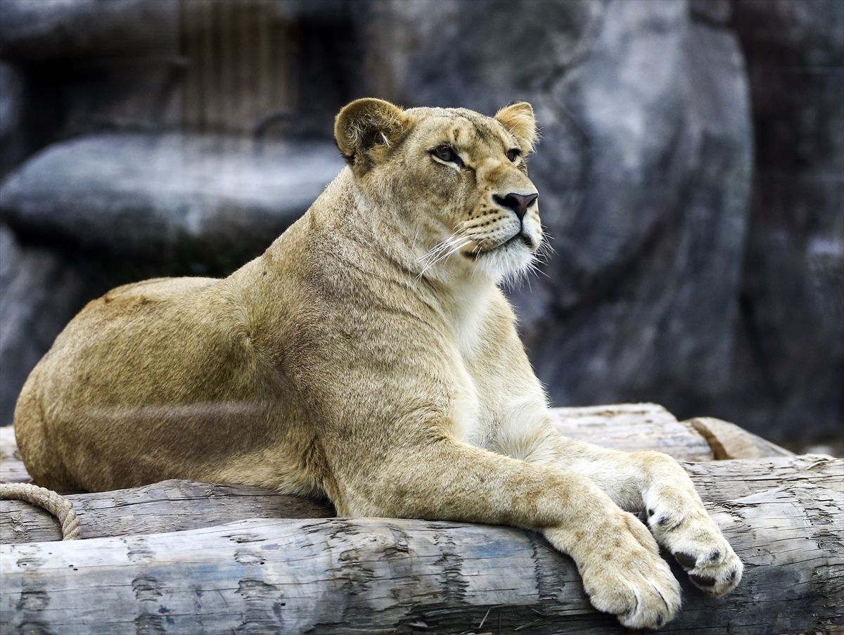 Dan najljepšeg i najstrašnijeg bića u životinjskom carstvu osmislio je "Big Cat Rescue", najveće svjetsko akreditovano utočište lavova