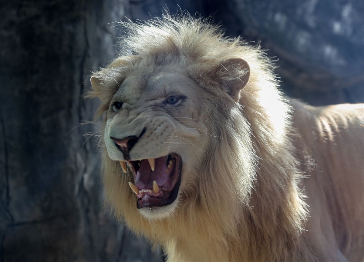 Dan najljepšeg i najstrašnijeg bića u životinjskom carstvu osmislio je "Big Cat Rescue", najveće svjetsko akreditovano utočište lavova