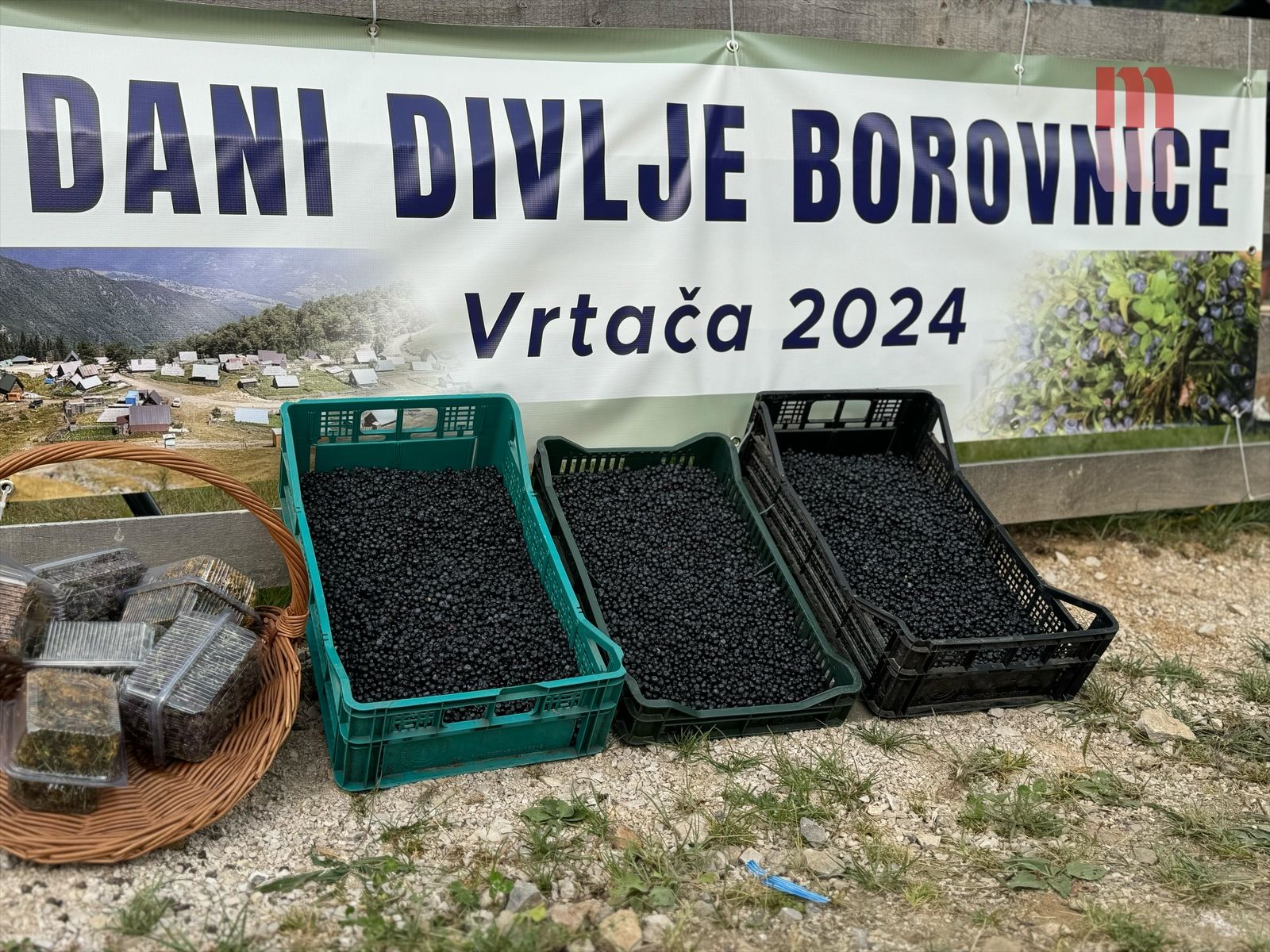 Manifestacija “Dani divlje borovnice” ima ambiciju da se organizuje svake godine u još masovnijem obliku, s ciljem da postane prepoznatljiv događaj koji će privući posjetioce