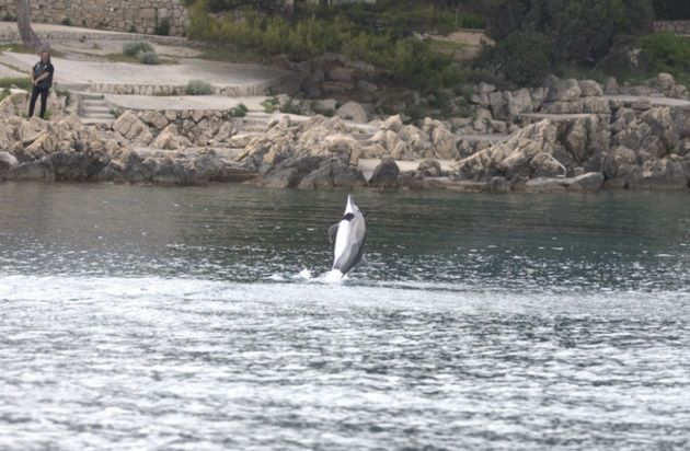 Delfini nam mogu prenijeti brojne ozbiljne i teško izlječive bolesti, navode iz Instituta