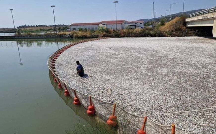U srijedu su ribarski brodovi razvukli mreže kako bi prikupili ribe koje su zatim odvezene kamionima