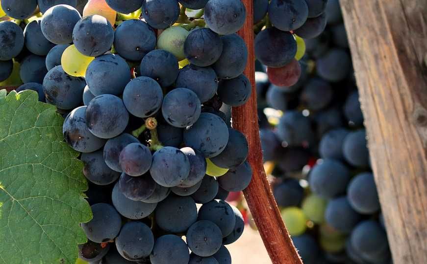 Prvo pravilo je da nikako ne jedete grožđe prije pranja                       