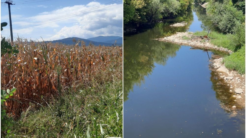 Ovo što je suša uradila s kukuruzom, nas farmere je zabrinulo, jer nama je godišnje potrebno proizvesti gotovo 150 tona silaže