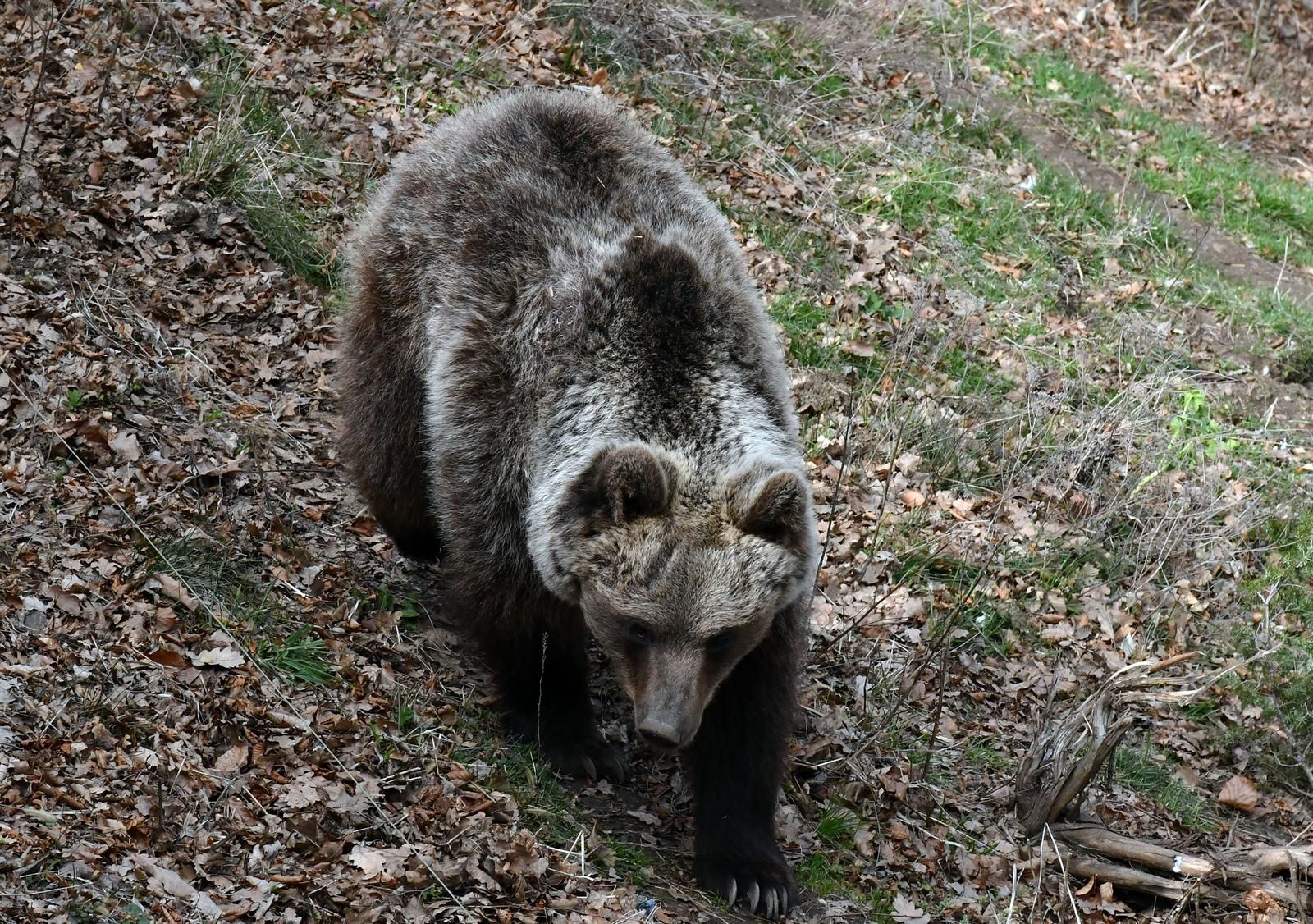 Pregledom tijela ustanovljeni su znakovi napada mrkog medvjeda