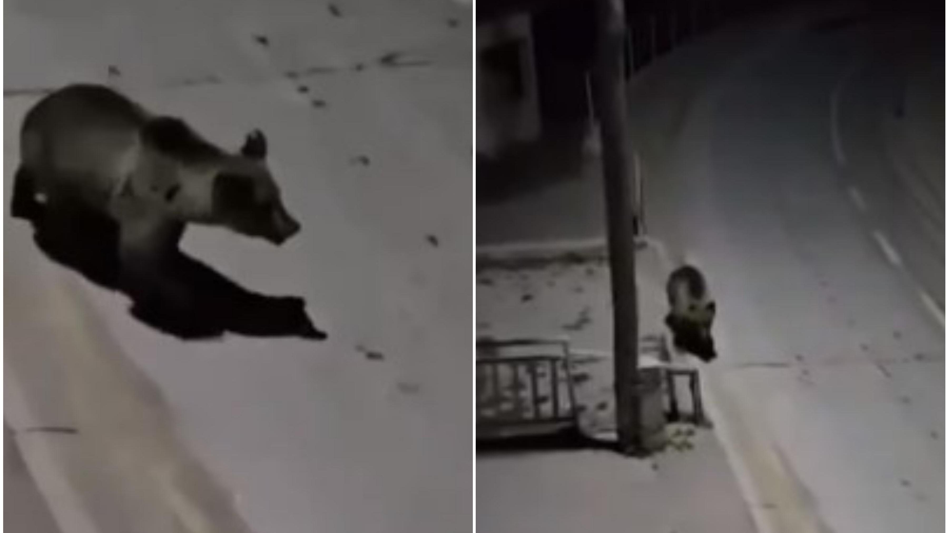 Snimak divlje životinje dok mirno šeta gradom navodno je nastao u noći s ponedjeljka na utorak