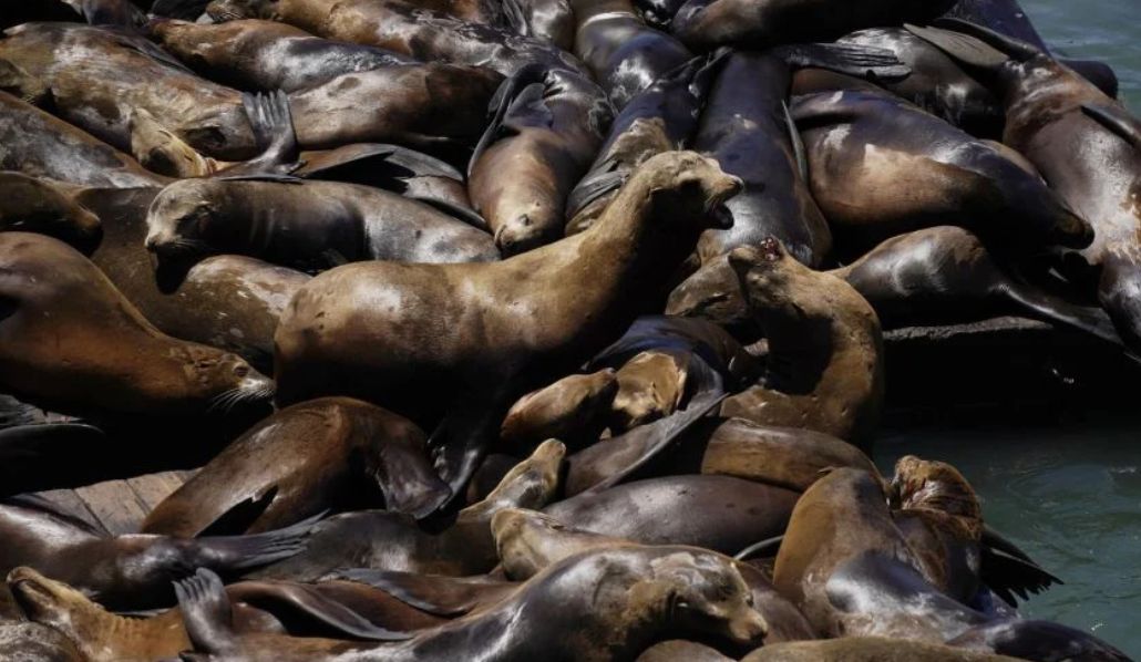 Dok se morski lavovi ili tuljani često mogu vidjeti na nekim plažama duž obale Californije, lokalni stanovnici kažu da nikada nisu vidjeli toliko morskih sisavaca u Montereyu