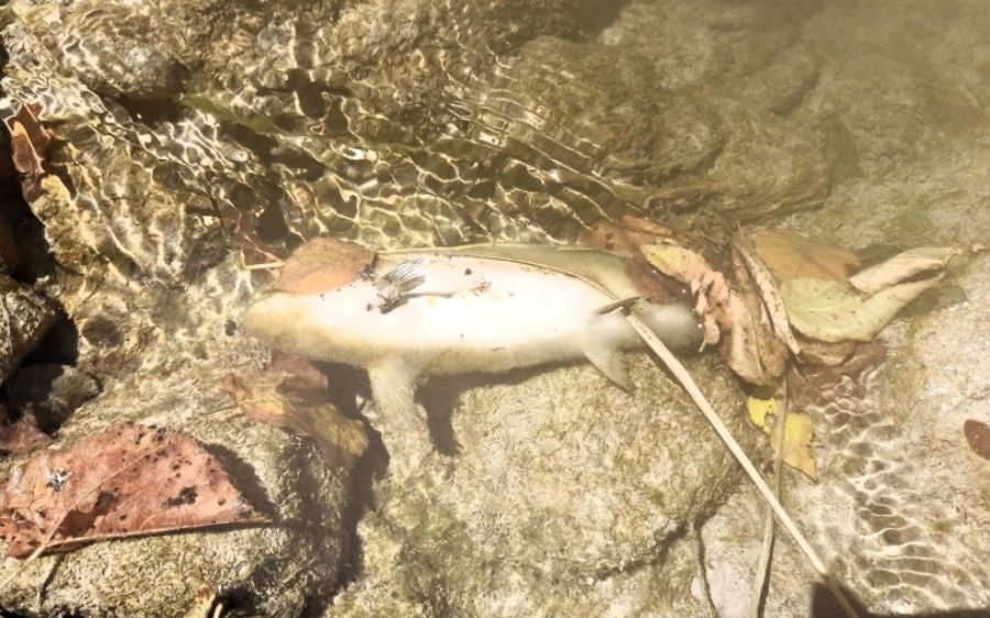 Neretva zavijena u crno, mrtvi rakovi i ribe kao najava početka kraja Božanske rijeke