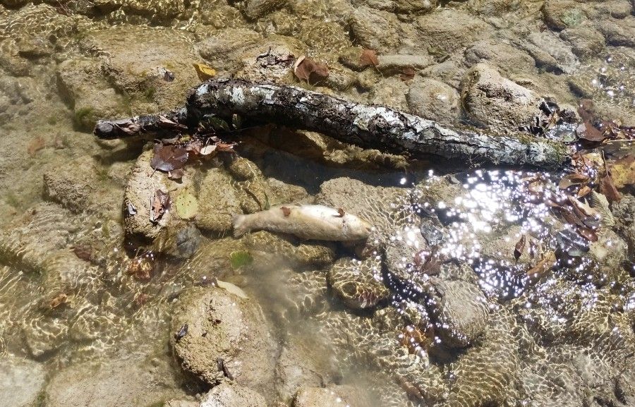 Neretva zavijena u crno, mrtvi rakovi i ribe kao najava početka kraja Božanske rijeke