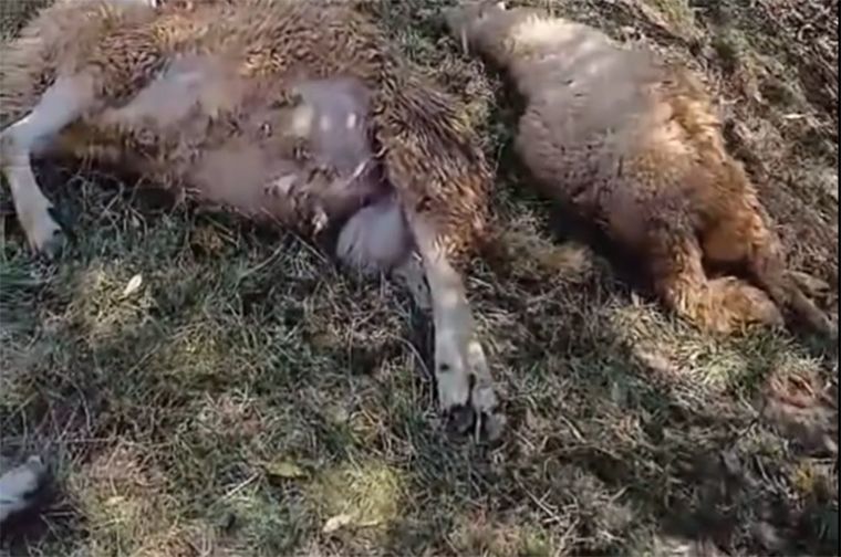 Mještani su izrazili duboku zabrinutost, posebno jer se približava početak školske godine