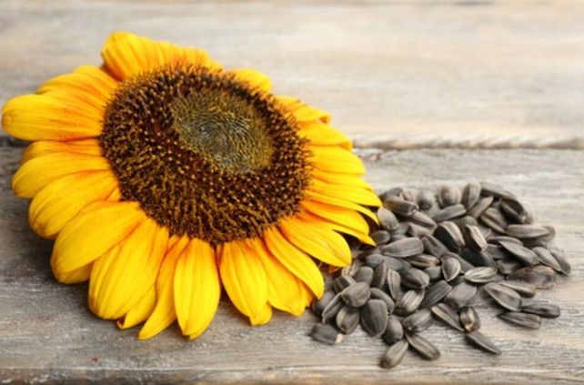 Uravnotežen doručak koji spaja sastojke bogate proteinima i vlaknima s namirnicama s niskim glikemijskim indeksom (GI) posebno je koristan 