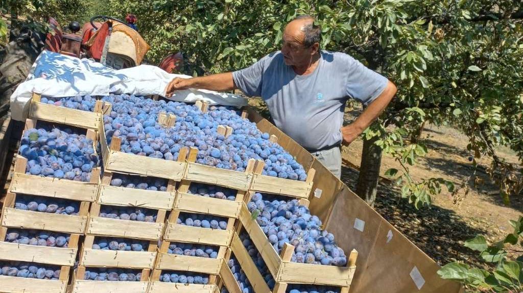 Zadovoljni proizvodnjom, iako su ove godine problem predstavljali suša i nedostatak radne snage