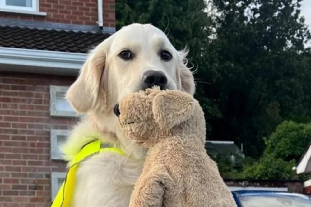 Video zapisi u kojima ovaj zlatni retriver radosno maše repom dok je radnici maze postali su viralni na društvenim mrežama