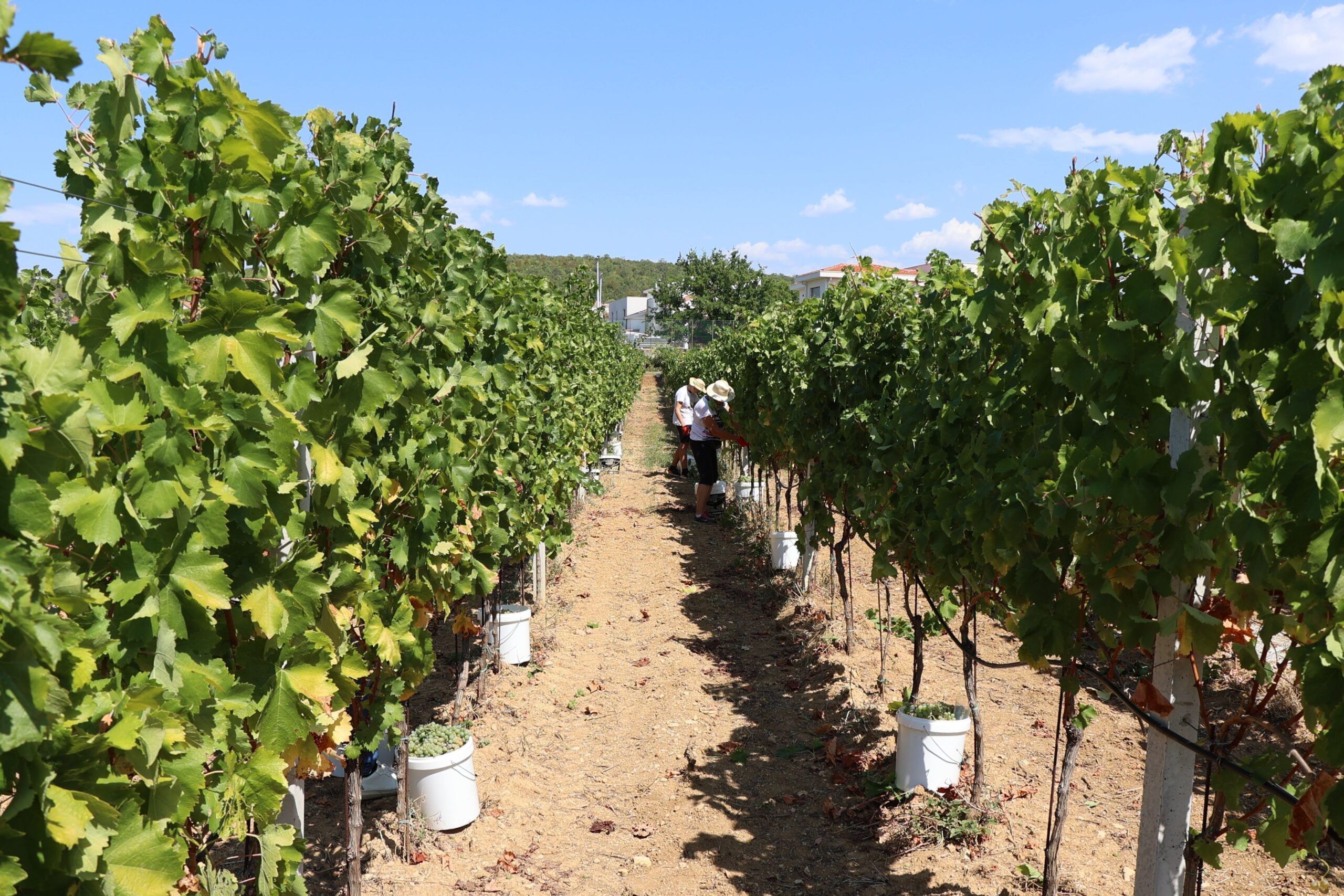 Vreline su nekome bile od koristi, vinari trljaju ruke. Kažu da je godina bila vrhunska