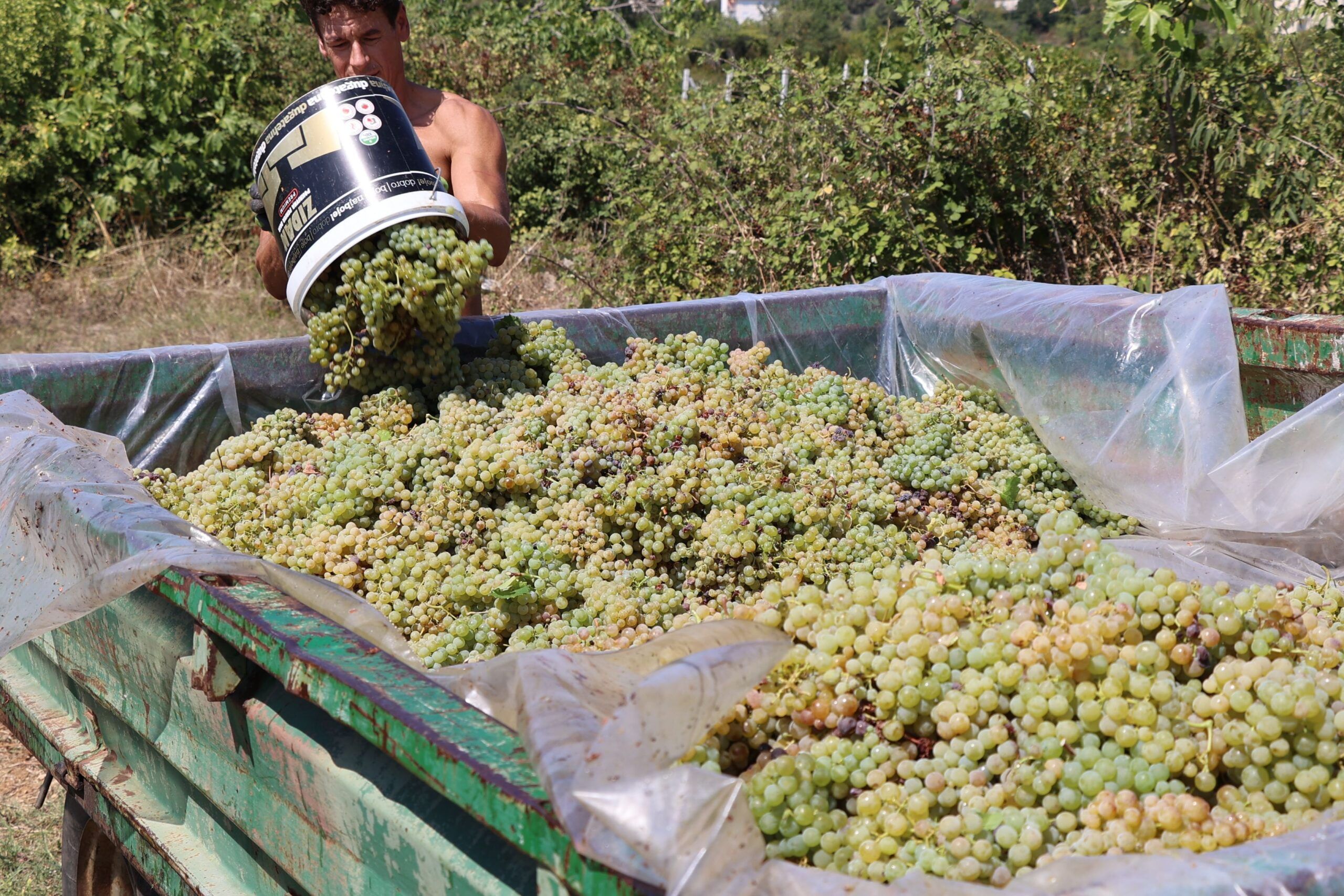 Osim svojih vinograda, oni vrše i otkup od kooperanta, a bira se samo najbolje.