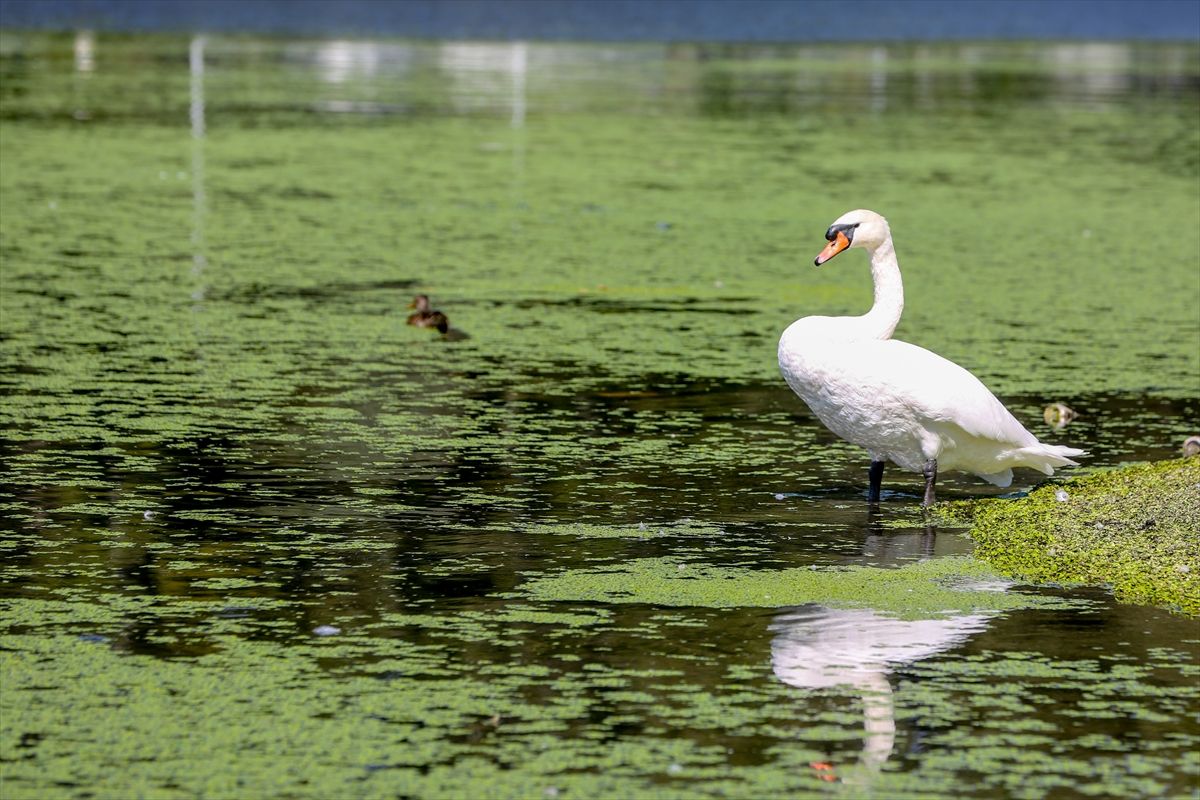 Alge bujaju zbog visokih temperatura i svih otpadnih voda koje se inače u Beogradu izlivaju u rijeke