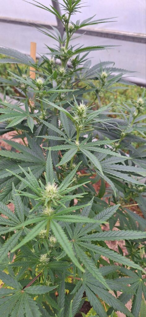 Akcija Storm u Sarajevu: Zaplijenjena droga, jedna osoba uhapšena