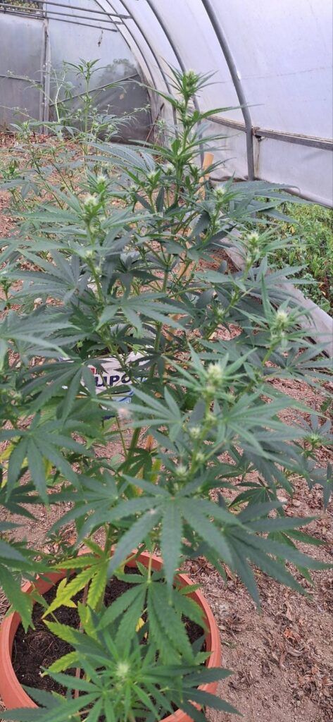 Akcija Storm u Sarajevu: Zaplijenjena droga, jedna osoba uhapšena