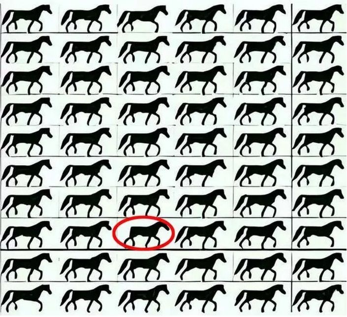 Možete li uočiti konja bez repa u ovoj lukavoj mozgalici?