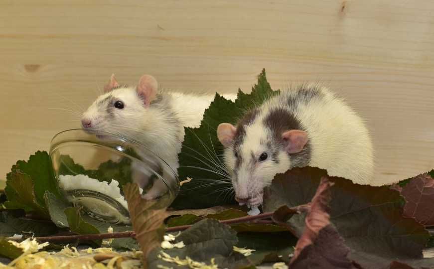 Njegov vrt vrvi stotinama malih glodavaca, a njemu je to najljepši prizor na svijetu