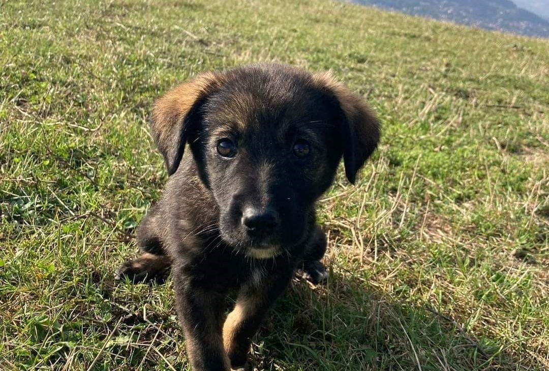 Teško je izreći adekvatnu reakciju na ovako stravično nedjelo koje dotiče sve pore društva     