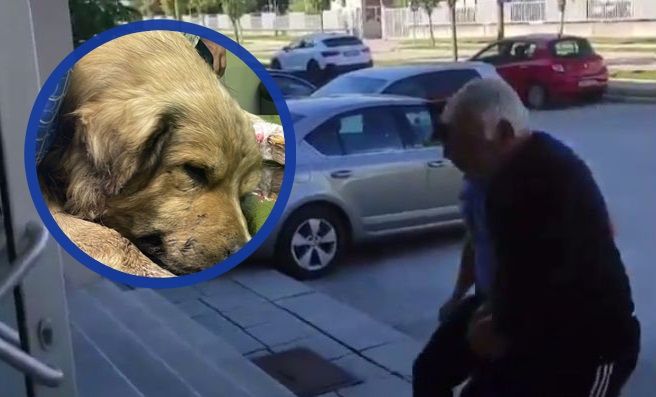 Psa Medu, koji je brutalno upucan u glavu tri puta jer je samo ušao u dvorište da se napije vode, pokušali su spasiti u veterinarskoj stanici, no nije mu bilo pomoći