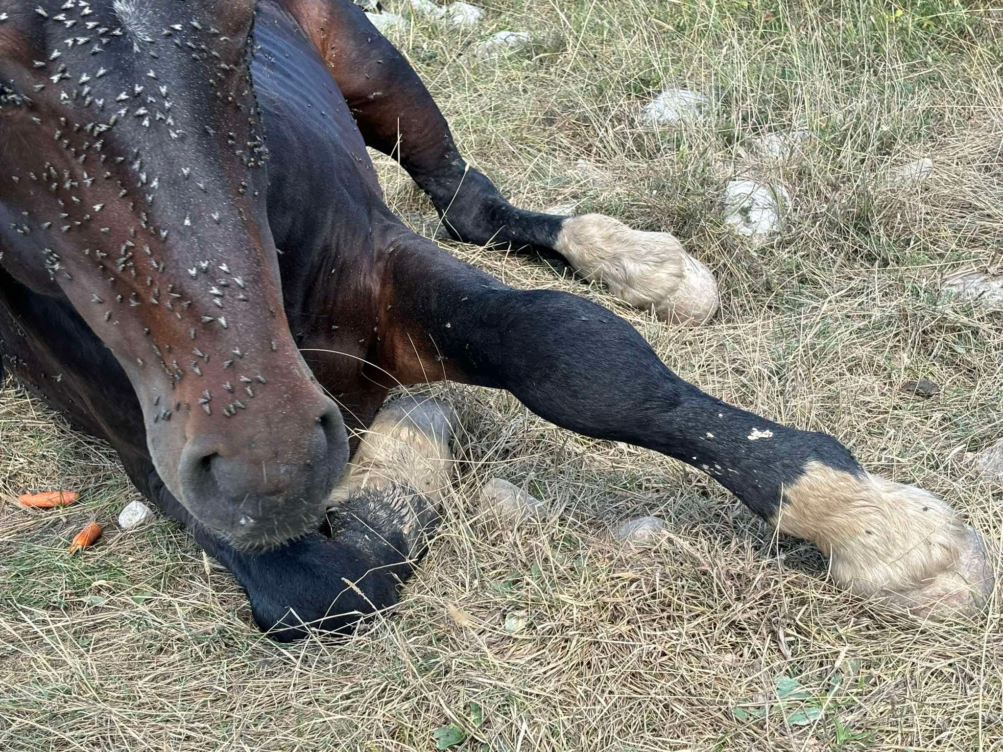 Novinarka ogorčena: Povrijeđenom livanjskom konju niko ne želi pomoći, a svi se njima diče
