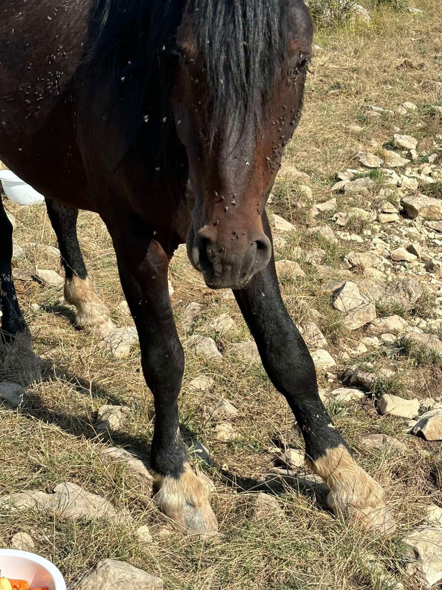 Novinarka ogorčena: Povrijeđenom livanjskom konju niko ne želi pomoći, a svi se njima diče