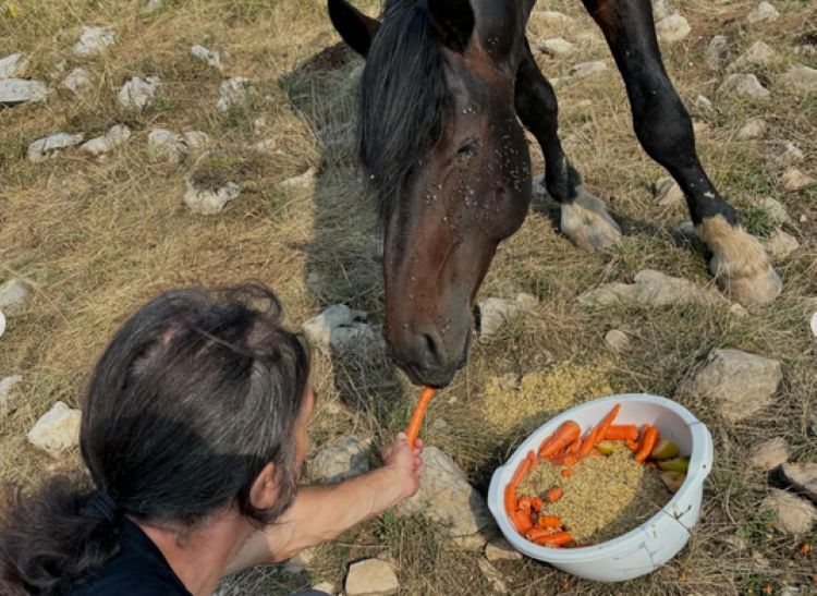 Istovremeno se svi busaju u prsa i diče konjima, da ne spominjem da svi lijepo zarađuju na njima