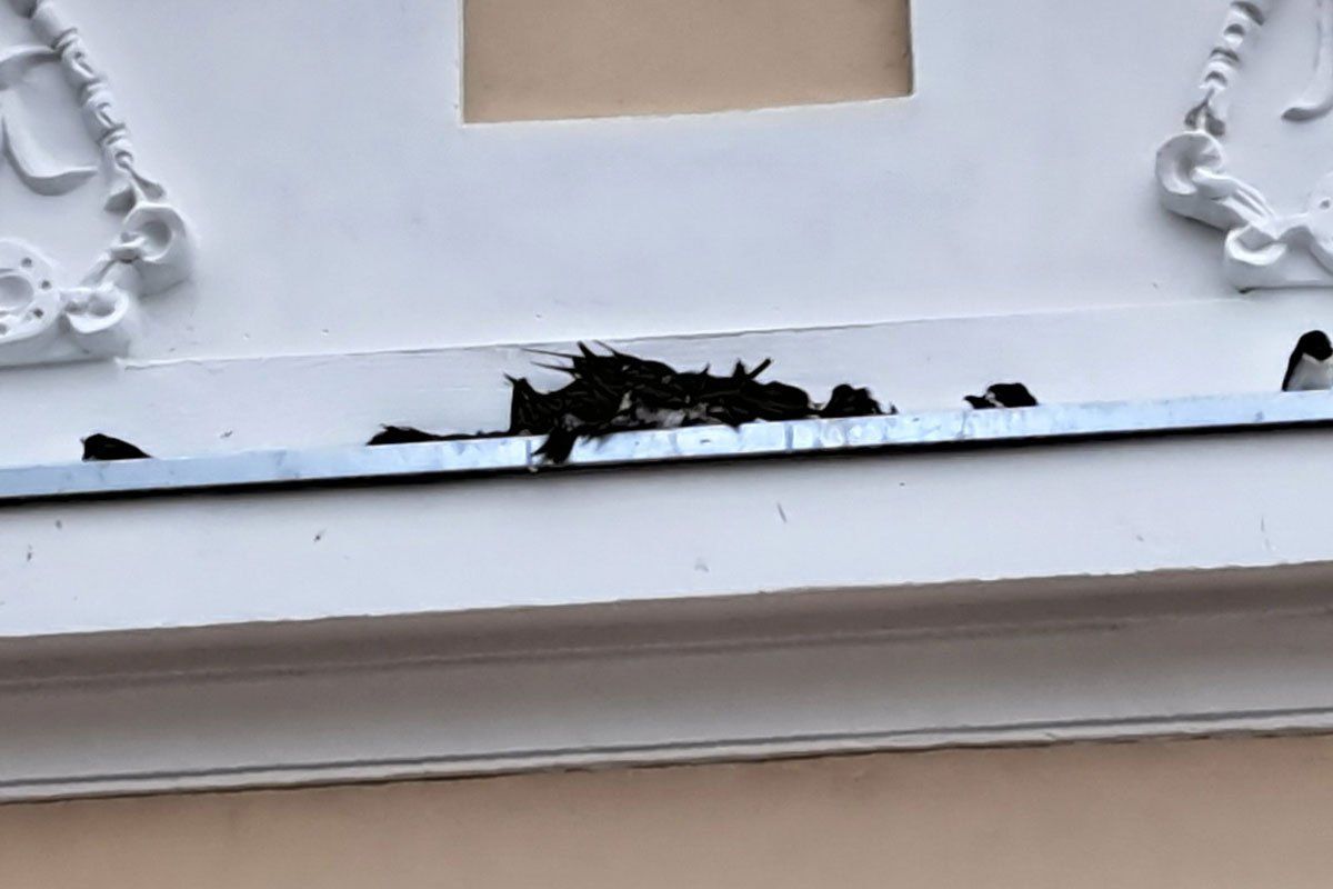 Ove ptice selice, koje ne podnose nisku temperaturu, traže zaklon u objektina, ispod nadstrešnica, ulaze u kuće i stanove