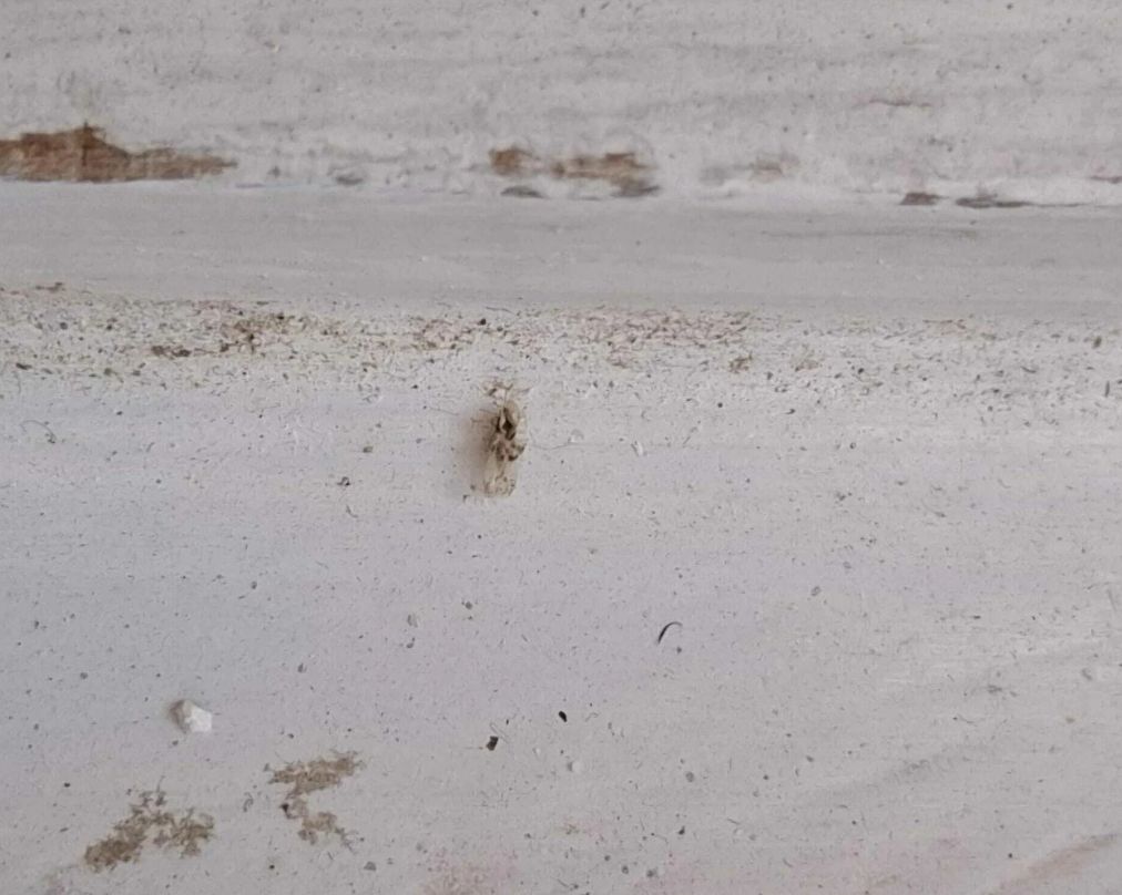 Brzo su se uhvatili selotejp trake kao prvog sistema odbrane i one najhrabrije onemogućili u naumu. A onda je u drugom naletu otpora proradio i sprej.