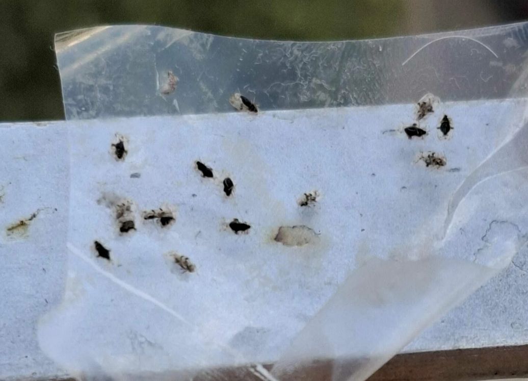 Brzo su se uhvatili selotejp trake kao prvog sistema odbrane i one najhrabrije onemogućili u naumu. A onda je u drugom naletu otpora proradio i sprej.