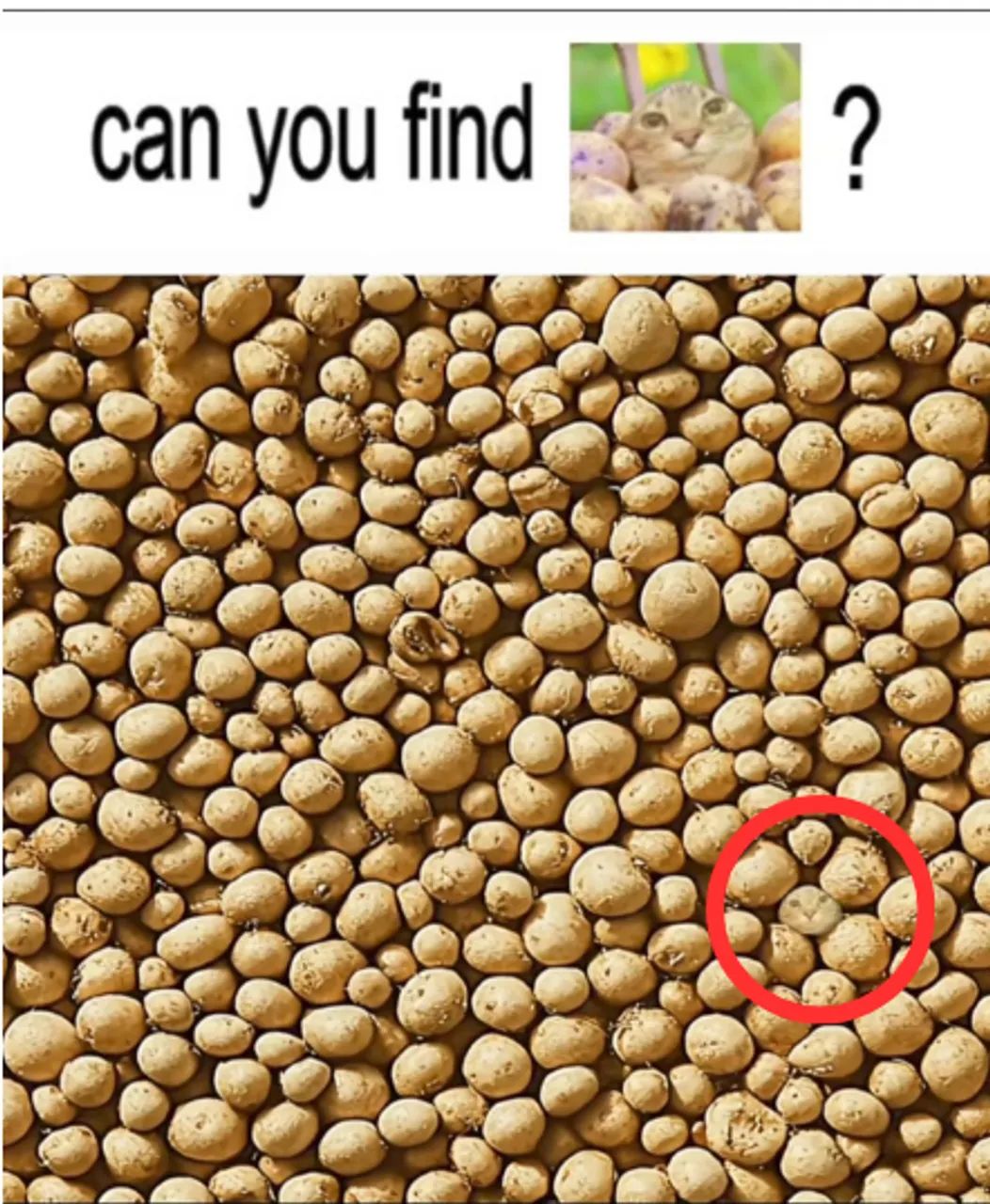 Ovaj izazov mnogima je stvorio glavobolje: Možete li vi pronaći glavu mačke među hrpom krompira?
