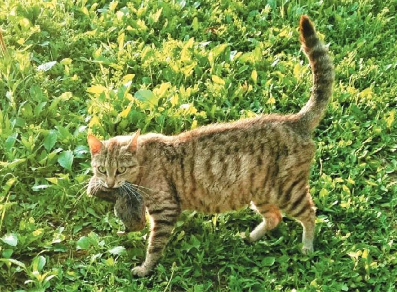 Iako se već dugo smatralo da je izumrla, novo istraživanje u Hrvatskoj otkriva tragove jedne tajanstvene životinje.