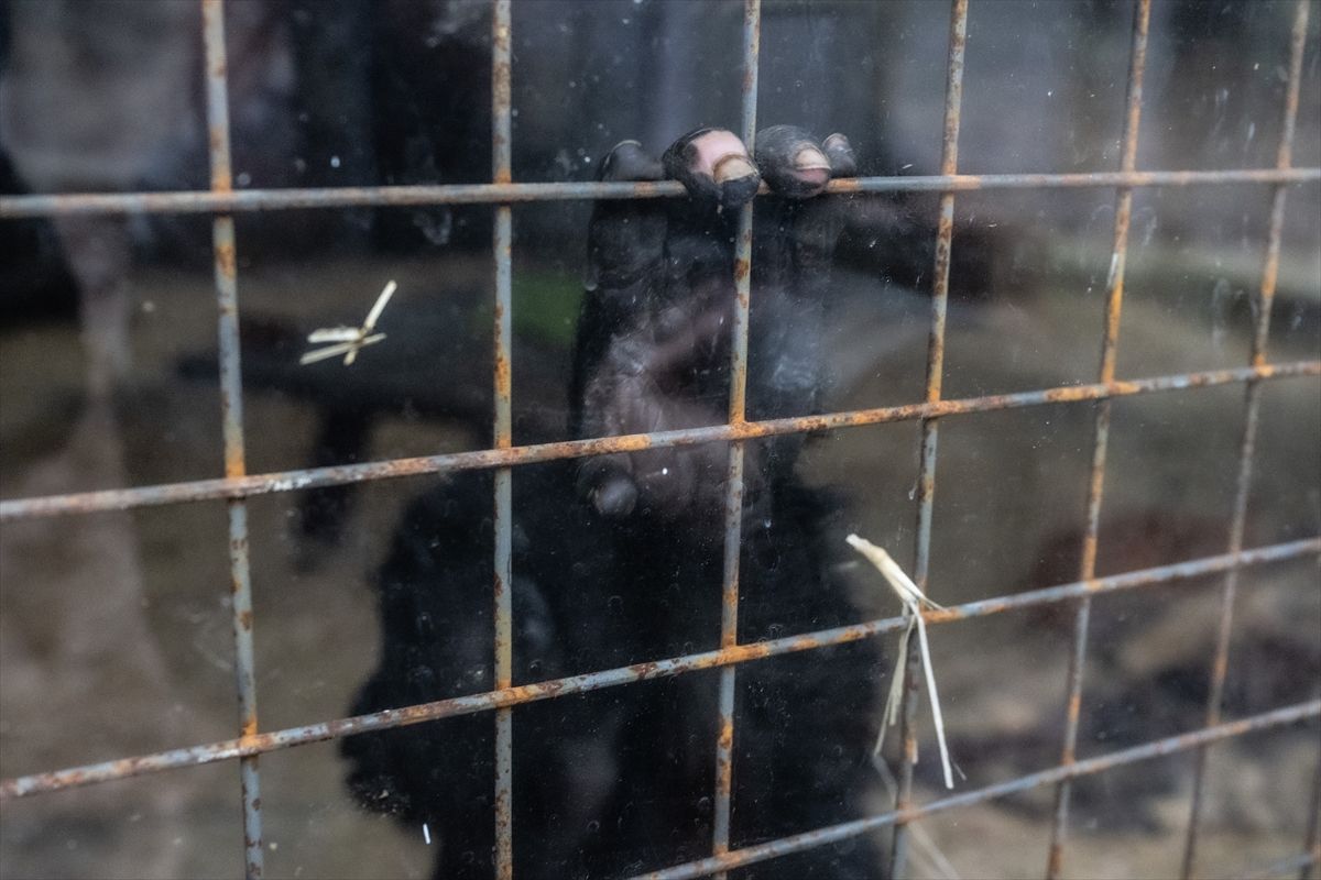Beba gorile spašena od krijumčara u Turskoj dobila ime Zeytin