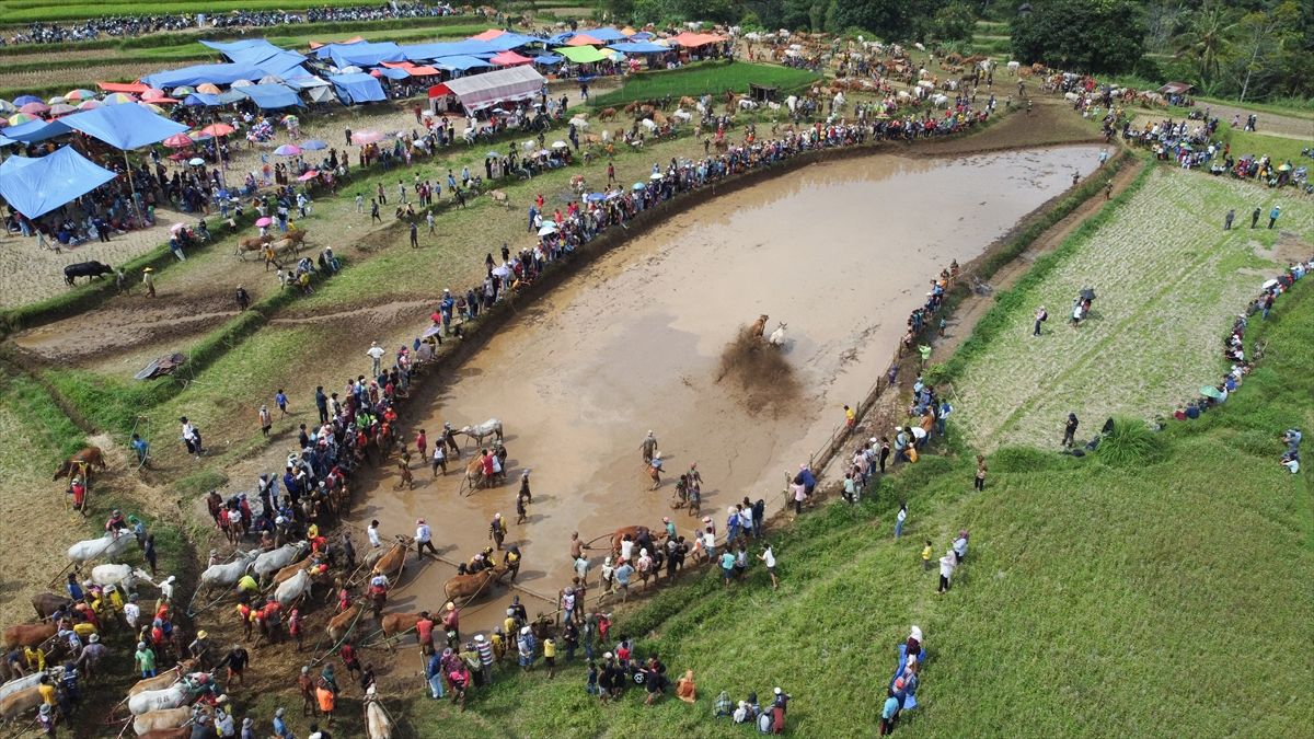 Na Sumatri održana tradicionalna trka bikova u blatu