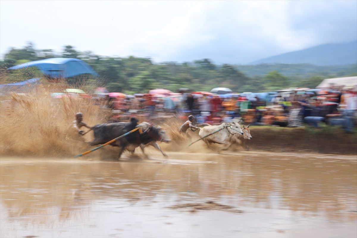 Na Sumatri održana tradicionalna trka bikova u blatu
