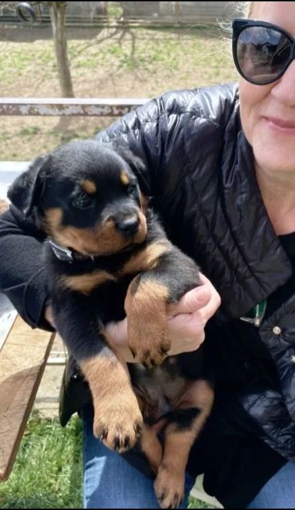 Pas je najveći čovjekov prijatelj", "Više volim pse od nekih ljudi", "Pravi prijatelj", "Nema boljeg psa od rotvajlera