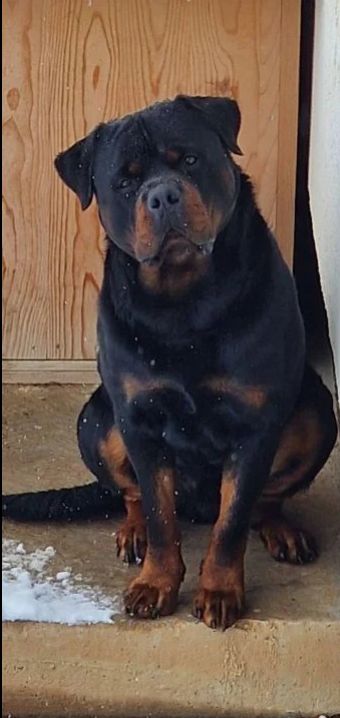 Pas je najveći čovjekov prijatelj", "Više volim pse od nekih ljudi", "Pravi prijatelj", "Nema boljeg psa od rotvajlera