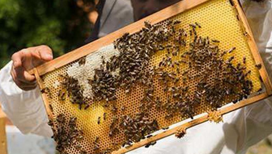 Razlog lošeg plasmana je cijena, koja je u Europi iznimno niska zbog velikih količina patvorenog meda