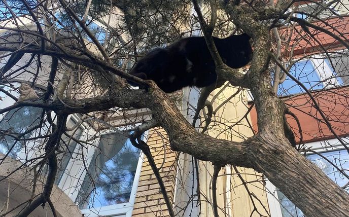 U Facebook grupi Av Mau Sarajevo objavljen je apel za spas mačke, koja se nalazi na drvetu u sarajevskom naselju Dobrinja.