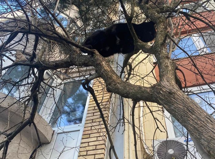 U Facebook grupi Av Mau Sarajevo objavljen je apel za spas mačke, koja se nalazi na drvetu u sarajevskom naselju Dobrinja.