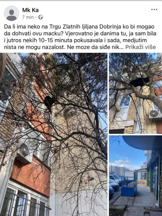 U Facebook grupi Av Mau Sarajevo objavljen je apel za spas mačke, koja se nalazi na drvetu u sarajevskom naselju Dobrinja.