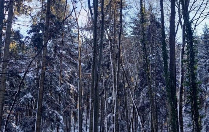 Odstupanja su pronađena i u prodaji šumskih drvnih sortimenata u odnosu na ugovorene količine i vrste drvnih sortimenata.