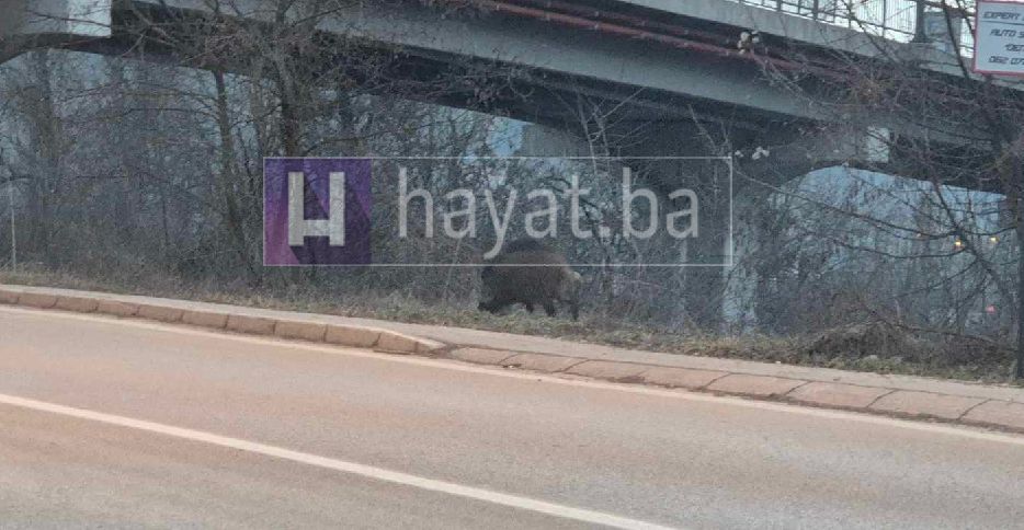 Svinja je bila neposredno uz saobraćajnicu i iznenadila je brojne vozače, ali i prolaznike