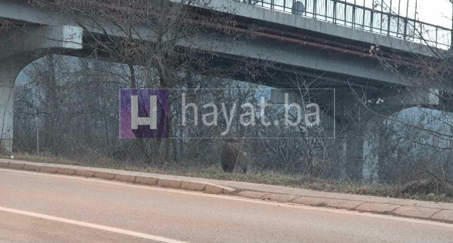 Svinja je bila neposredno uz saobraćajnicu i iznenadila je brojne vozače, ali i prolaznike