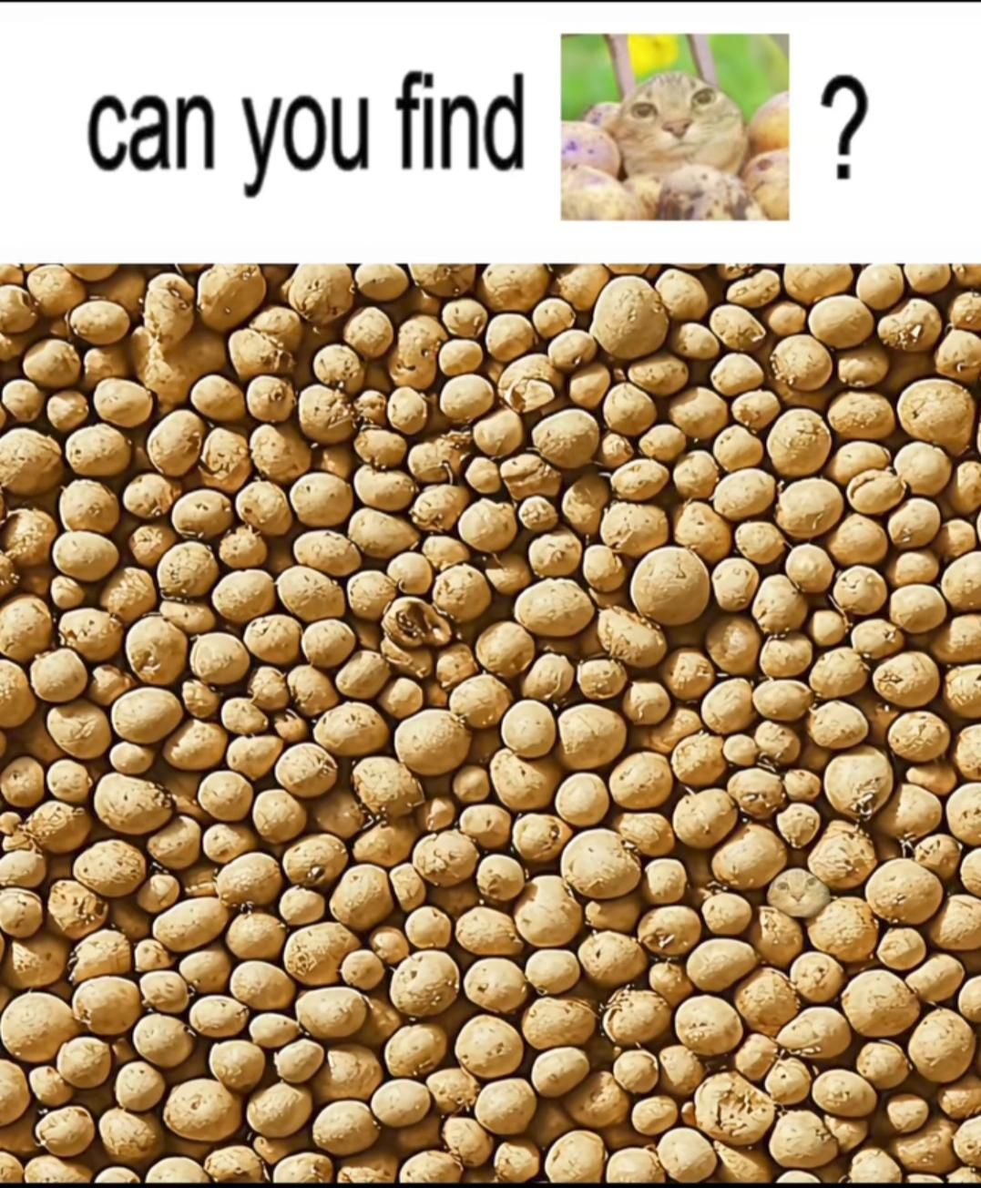 Ovaj izazov mnogima je stvorio glavobolje: Možete li vi pronaći glavu mačke među hrpom krompira?