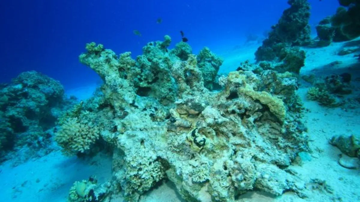 Koralni grebeni su stanište za četvrtinu od svih morskih vrsta, ali su jedan od najosjetljivijih sistema u globalnom zagrijavanju